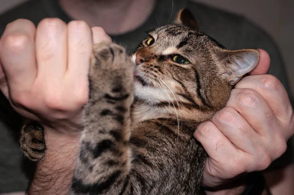 Veteriner Ellerinin Yumuşak Odağı Evde Şırıngalı Tatlı Kahverengi Tekir Kediye — Stok fotoğraf