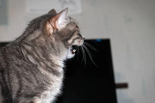 Foco Suave Gato Despojado Cinza Adorável Com Boca Aberta Olhando — Fotografia de Stock