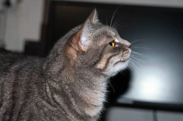 Gri Çizgili Kedi Boş Bilgisayar Monitörünün Evdeki Duvarın Önüne Bakıyor — Stok fotoğraf