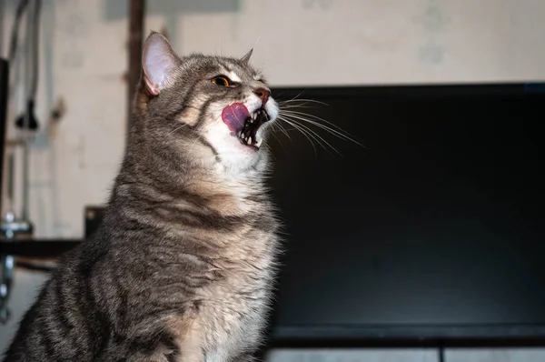 Gri Çizgili Güzel Turuncu Gözlü Bıyıklı Boş Bilgisayar Monitörünün Duvarın — Stok fotoğraf