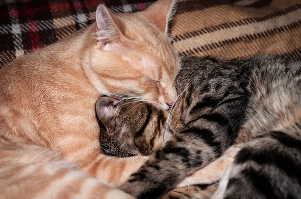 Mjuk Fokus Två Bedårande Tabby Katter Sover Och Kramas Med — Stockfoto