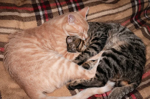 soft focus of two adorable fluffy tabby cats hugging with paws and tails on plaid blanket at home