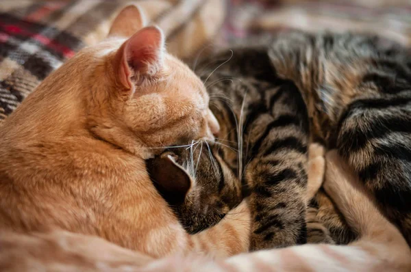 Foco Suave Focinhos Dois Adoráveis Gatos Tabby Dormindo Abraçando Com — Fotografia de Stock