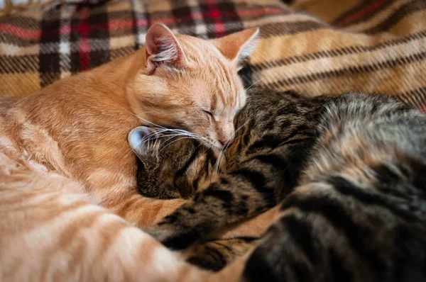 かわいい赤いタビーと茶色の猫の柔らかい焦点は家で遊ぶ毛布にかかっています — ストック写真