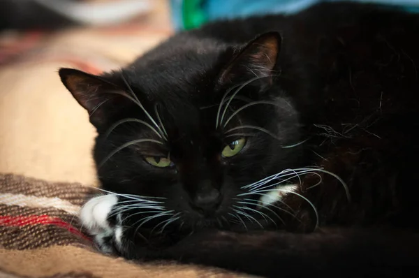 Muilkorf Van Schattige Zwarte Kat Met Witte Poten Snorharen Liggend — Stockfoto