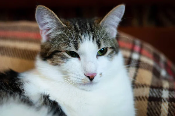 かわいい茶色と白い猫の銃口が横になって家で遊んだ毛布の上に — ストック写真