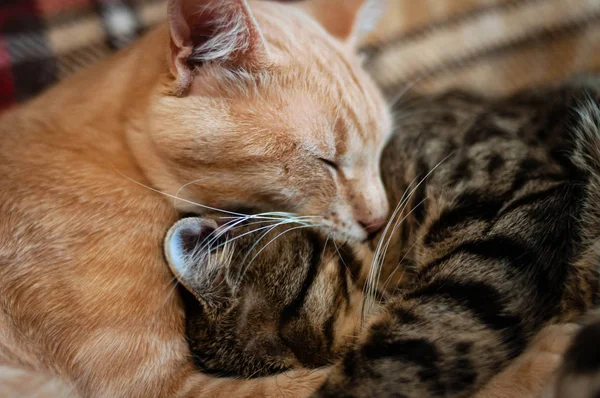 Mjuk Fokus Munkorg Två Söta Tabby Katter Sover Och Kramas — Stockfoto