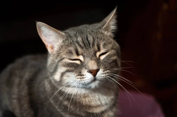 Απαλό Επίκεντρο Του Γκρι Απογυμνωμένη Γάτα Κλειστά Μάτια Και Μουστάκια — Φωτογραφία Αρχείου