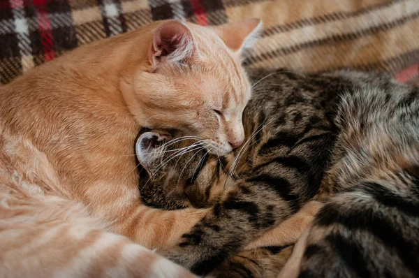 Мягкий Фокус Милый Сонный Пушистый Тэбби Красные Коричневые Кошки Закрытыми — стоковое фото