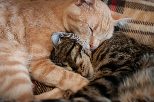 Mjuk Fokus Söta Fluffiga Tabby Röda Och Bruna Katter Med — Stockfoto