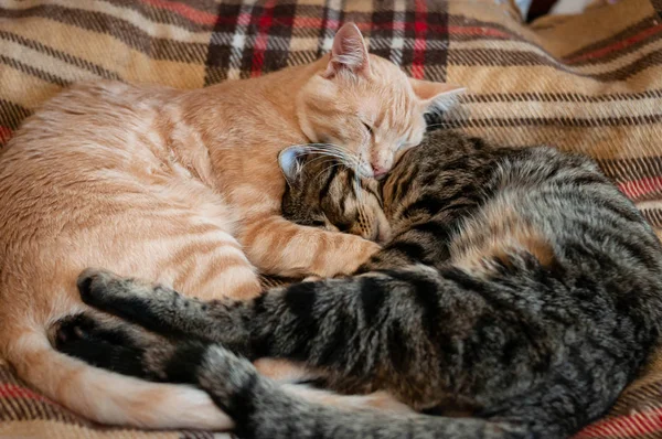 Μαλακή Εστίαση Των Χαριτωμένα Αφράτα Tabby Κόκκινο Και Καφέ Γάτες — Φωτογραφία Αρχείου