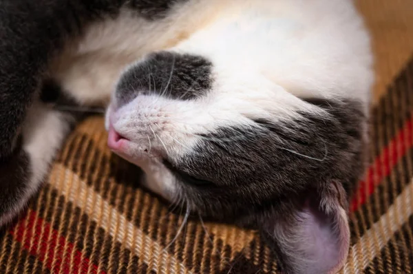 Close Muzzle Cute Grey White Cat Sleeping Plaid Brown Blanket — Stok fotoğraf