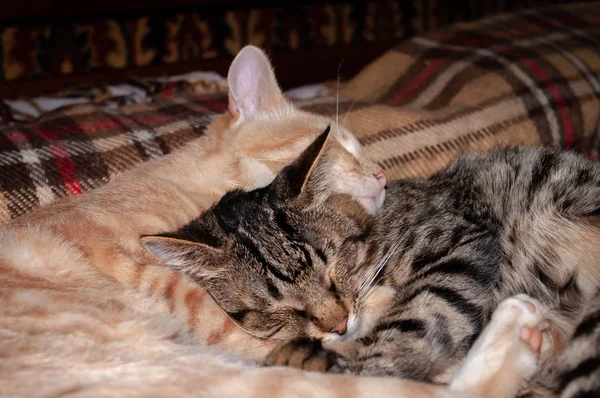 Mjuk Fokus Söta Randiga Röda Och Bruna Katter Med Slutna — Stockfoto