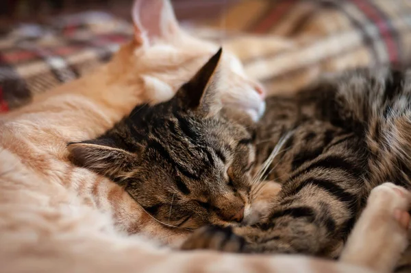 Foyer Doux Chats Rayés Adorables Avec Les Yeux Fermés Dormant — Photo