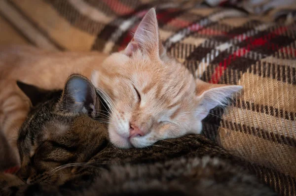 两只可爱的胖胖的猫在家里用毛毯一起玩耍时的柔软焦点 — 图库照片