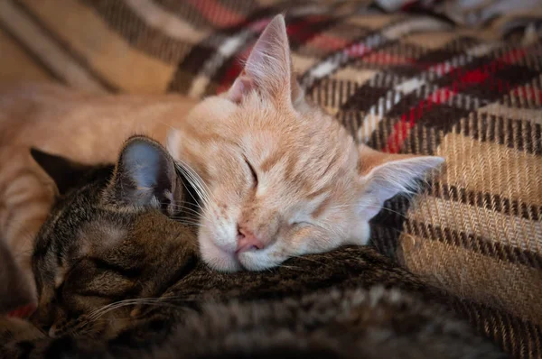 Foco Suave Dois Adoráveis Gatos Tabby Jogando Juntos Manta Xadrez — Fotografia de Stock