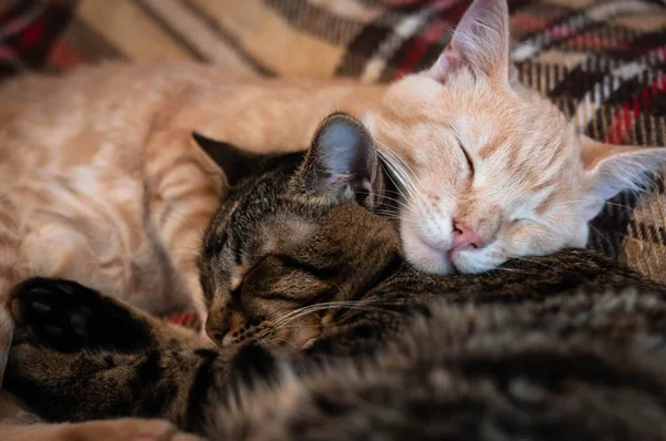 Foco Suave Gatos Mesa Marrom Vermelho Doce Dormindo Abraçando Cama — Fotografia de Stock