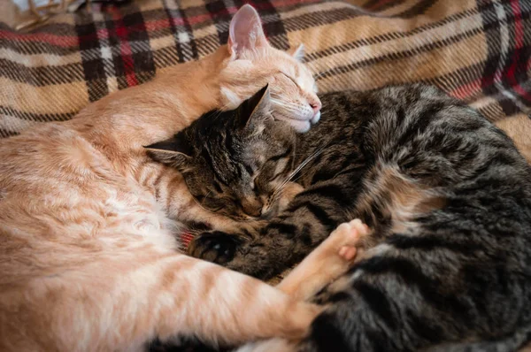 Mjuk Fokus Söta Bedårande Bruna Och Röda Tabby Katter Liggande — Stockfoto