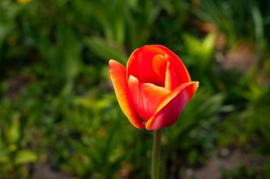 Güzel kırmızı lalenin yumuşak odağı güneşli bahçede yeşil çimlerin üzerinde