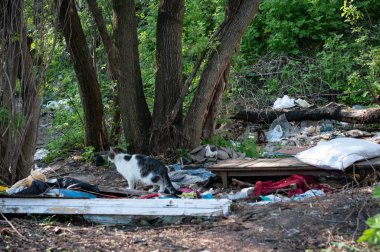 Şirin gri ve beyaz kediler dağınık çöp ve çöpler arasında yeşil çimenler ve ormandaki ağaçlar arasında
