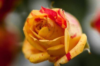 Taze, güzel, sarı ve kırmızı gülün yumuşak odağı. 
