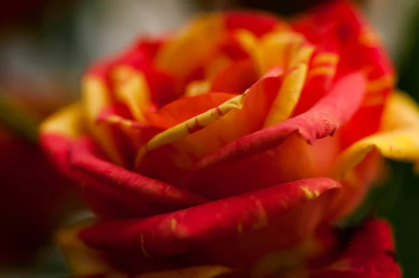 Мягкий Фокус Крупный План Свежей Красивой Красной Желтой Цветущей Розы — стоковое фото