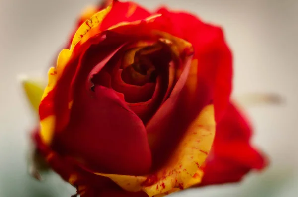 Miękkie Skupienie Świeżego Pięknego Czerwonego Żółtego Pączka Róży Białym — Zdjęcie stockowe