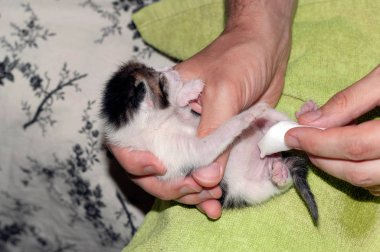 Evdeki yeşil battaniyeye pamuk yastıkla şirin kahverengi kedi yavrusunu sarıp silerken çekilmiş görüntüler.