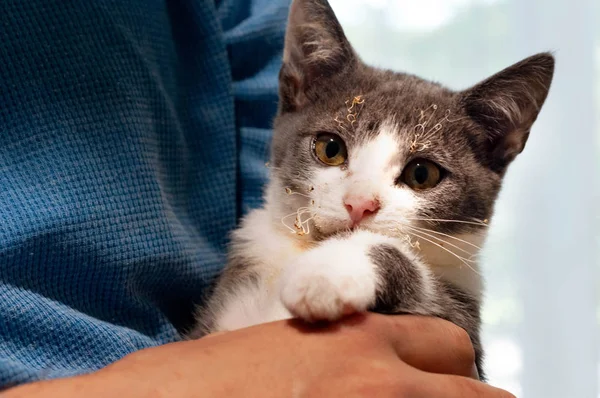 Mjuk Fokus Söt Grå Och Vit Katt Med Brända Morrhår Stockbild