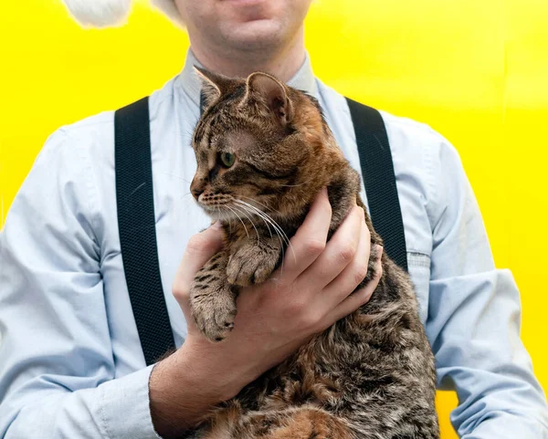 Cropped View Man Blue Shirt Holding Cute Brown Tabby Cat — Stock Photo, Image