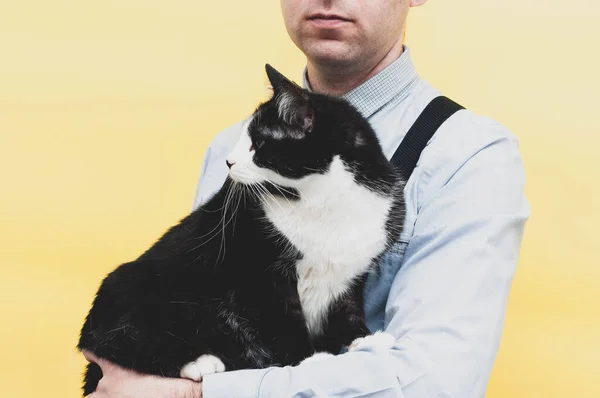 黄色の背景の前に黒と白のかわいいタキシードの猫を持っている長い袖の青いシャツの男のクロップドビュー — ストック写真