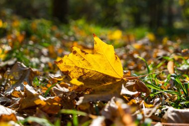 Yerde sarı bir yaprak, içinde ışık parlıyor.
