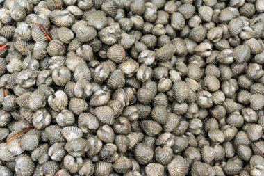 Üstten Görünüm taze kabuklu deniz hayvanları arka plan tarak