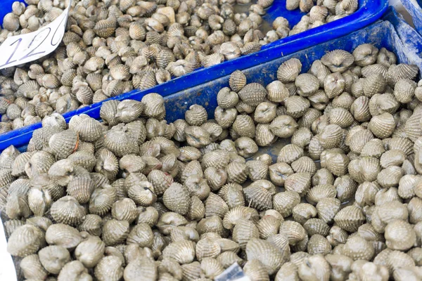 Top view of fresh shellfish cockles Background — Stock Photo, Image