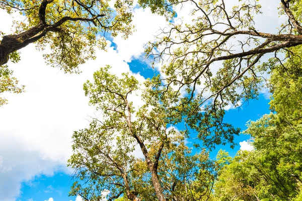 알파인 하위에 녹색 소나무의 포레스트 배경 — 스톡 사진