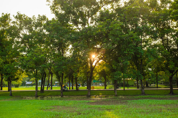 Green grass field with tree in the city park, Meadow with tree