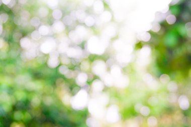 Yeşil ağaç güneş ışını, doğal sahne ile arka plan bulanık