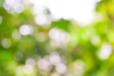 Yeşil ağaç güneş ışını ile arka plan bulanık