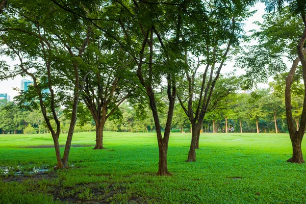 Cena de árvore verde do parque da cidade — Fotografia de Stock