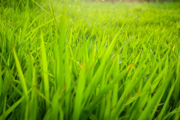 Green nature botanic fresh grass background — Stock Photo, Image