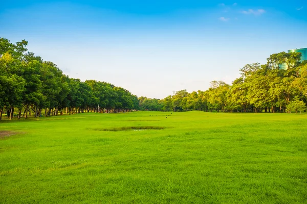 Campo de grama verde com árvore no parque da cidade — Fotografia de Stock