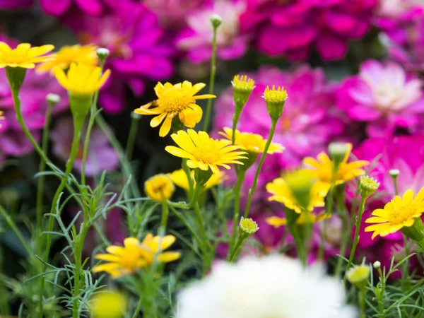 Colorato Fiore Sfondo Foglia Verde Giardino Botanico — Foto Stock