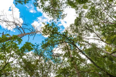 Forrest arka plan ve yeşil çam ağaçlarının alt Alp