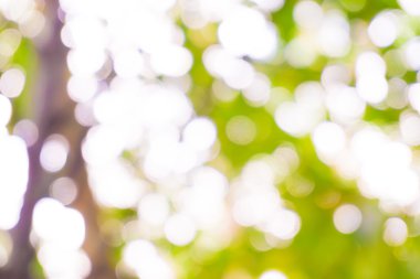 Yeşil ağaç güneş ışını ile arka plan bulanık