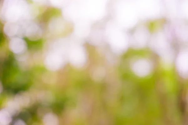 Albero verde sfondo sfocato con raggio di sole — Foto Stock