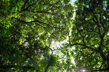 Ağaç dal ve yaprak yeşil, ağaç üzerinde güneş ışını ile