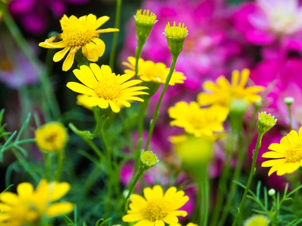 カラフルな花背景緑葉 植物庭園 — ストック写真