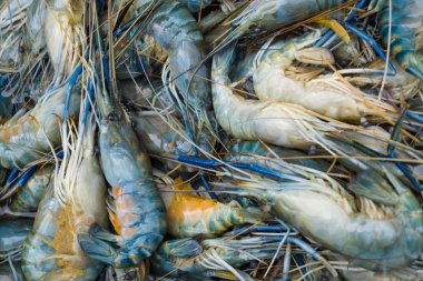 Buz üzerinde taze deniz shimp