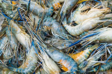 Nehir karides yumurta taze Pazar ile