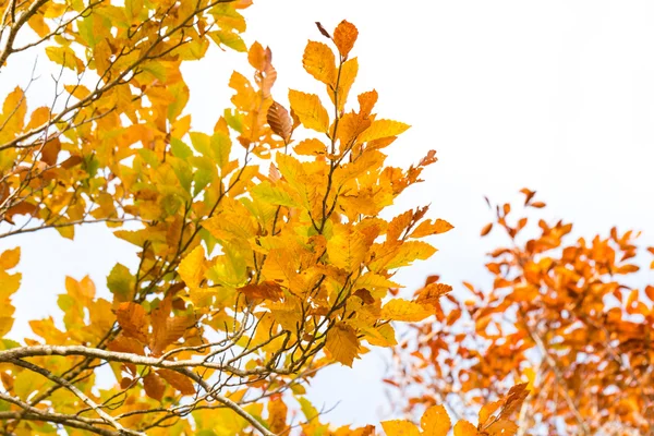 Feuillage coloré dans les feuilles d'arbres du parc d'automne — Photo